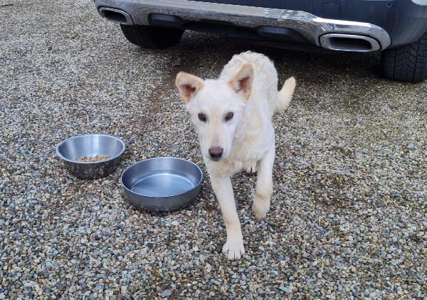 Lupetto In Cerca Di Casa, Oliver